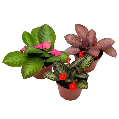 Flame Violet Episcia Cupreata Assortment Set 4 Inch Pots 3 Different Velvet Pla • $69.99