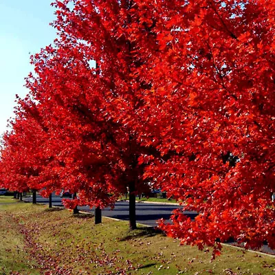 $6.89 • Buy *RED SUNSET* Japanese Maple (Acer Rubrum) Tree Seeds, Landscaping Or Bonsai