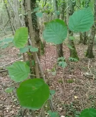 £15 • Buy Hazel Nut Tree (cobnut / Common Filbert) - Corylus Avellana (free Delivery)