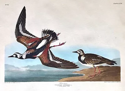 $175 • Buy AUDUBON AMSTERDAM Double Elephant Folio TURN-STONE Plate #304 WATERMARKED L@@K!