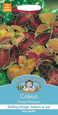 Mr Fothergills - Pictorial Packet - Flower - Coleus - Flame Dancers - 100 Seeds • £2.15