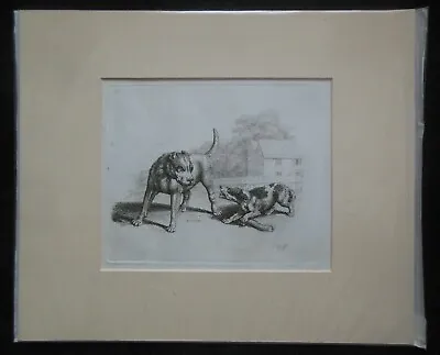 £19.99 • Buy Original Vintage Samuel Howitt Etching (c1812) Pitbull And Terrier, Dogs & Bone