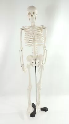 Human Anatomical Anatomy 32  Flexible Plastic Skeleton Medical Teaching Model • $59.99