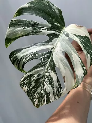 Monstera Albo Borsigiana Variegated Cutting Healthy Cutting RARE • $23.50