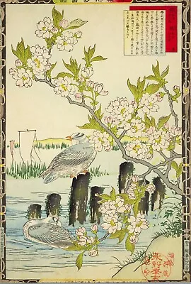 Cherry Blossom Gulls Vintage Kono Bairei Japanese Poster Botanical Print Art • £3.92