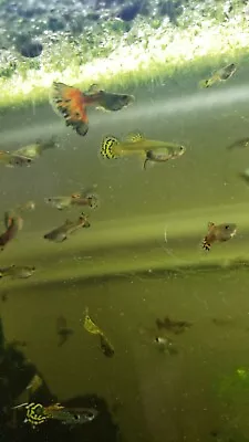 Assorted Fancy GUPPIES FEMALE Live Freshwater Aquarium Fish Guppy • $1.75