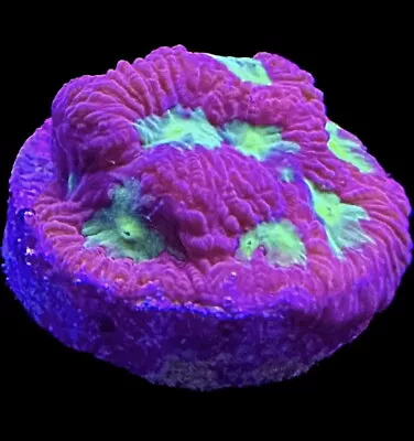 Live Coral Favia Devils Brew 3/4” • $20