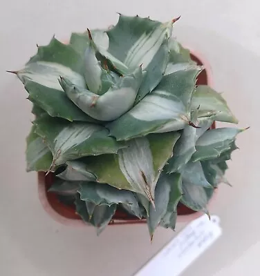 AGAVE Isthmensis 'Ohi Raijin Shiro Nakafu'  -  Small Clumping - 3 Plants • $40