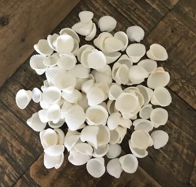 Small Cockle Shells White Rose Craft Shells Beach Wedding Decor Art Crafts 1-2cm • £3.29