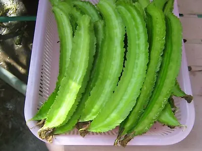 40+Winged Bean Seeds/ Asparagus/ Dragon Bean US Seller FREE SHIPPING W/TRACKING! • $10.99