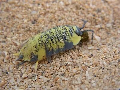 £14.99 • Buy Isopods-wood Lice ( Clean Up Crew ) Livefood