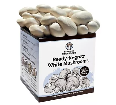 Merryhill Mushrooms - Grow Your Own Fresh White Mushroom Growing Kit  • £20.95