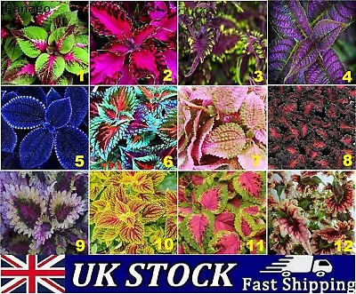 Coleus House Plant Seeds Rare Exotic Rainbow Mixed Colors Selection - UK • £8.50