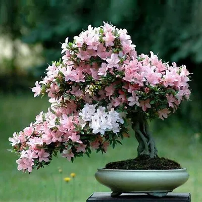 10 Cherry Blossom Bonsai Tree Seeds Sakura Fower Beautiful Pink - UK Seller • £2.99
