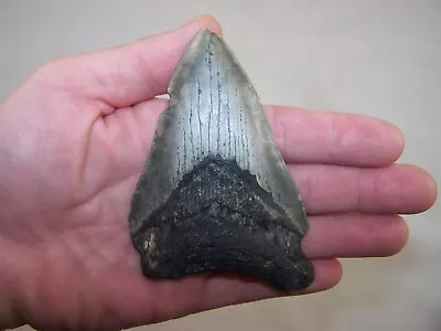 4.34  MEGALODON Fossil Shark Tooth Teeth / 4.6 Oz /Free Stand!!! NO RESTORATION • $69.60