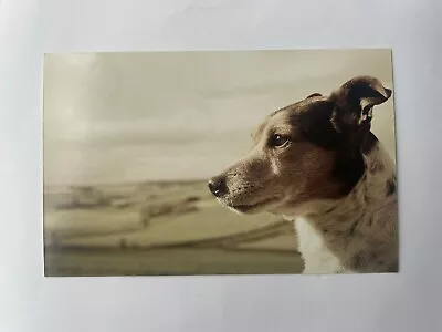 Jack Russell Photo Card Astrid Harrisson2014 Unposted Crisp 3.75 X6 Inches Color • £2.40