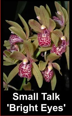 $18 • Buy OoN Cymbidium Orchid Small Talk 'Bright Eyes' 68mm SLC  NEW MAY 2023