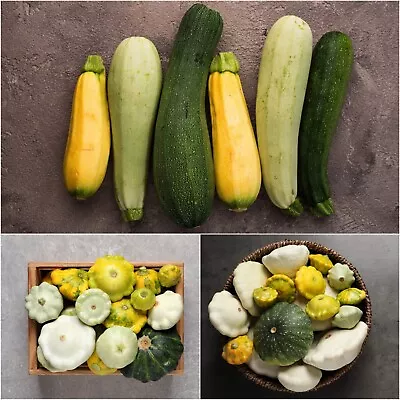 ZUCCHINI Heirloom Mix 12 Seeds Vegetable Garden SQUASH Mixed Varieties UNUSUAL • $4.99