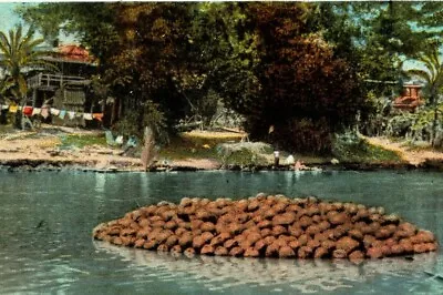 C.1920s Philippines Cocoanut Raft. Children Swimming Palms. Clothesline Postcard • $11.25