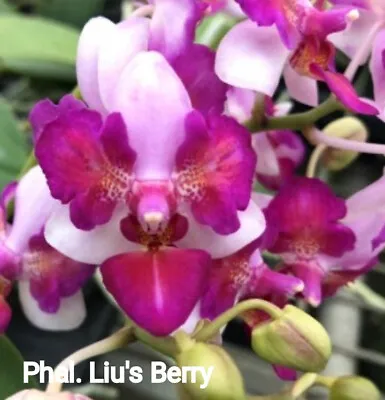 $25 • Buy FPOrchids Phalaenopsis Liu's Berry 'Trinity' - Tubestock