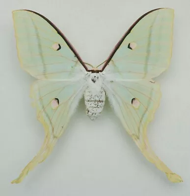 Saturniidae - Actias Selene - Indian Moon Moth - Female • $10