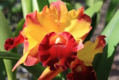 $11 • Buy Cattleya Mericlone Seedling Plant...Rlc Toshie Aokai  Ember 