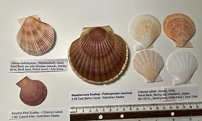 Alaskan Scallop Shells. Collected In Alaska. 4 Species. Great Shape • $38