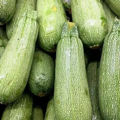 Zucchini- Grey 10 Seeds | TSC: Heirloom & OP Seeds Non-GMO Untreated) • $4.99