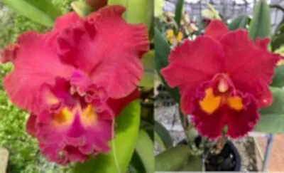 Cattleya   Seedling Orchid Plant..Rlc. Siam Passion X Rlc. Phet Paithoon • $12