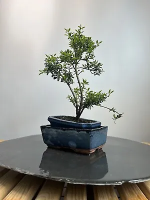 Way Of Life Bonsai Tree - DIY Japanese Holly - FREE UK DELIVERY/NARUKO • £89.99