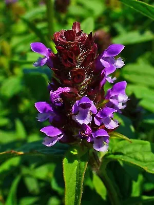 1000 Allheal Seeds - Prunella Vulgaris - Medicinal Herb - Heal All • $4.99