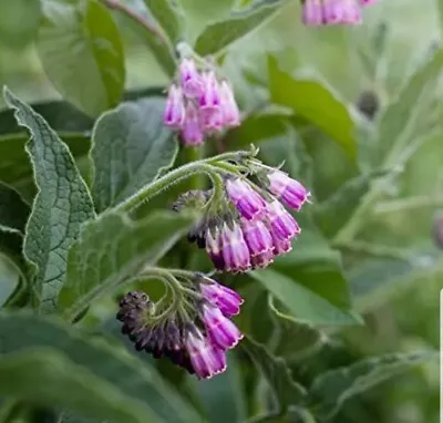 Comfrey - 20 Seeds - Medicinal Herb - Permaculture (Symphytum Officinale) • $7.99