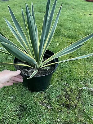 Yucca Gloriosa Hardy Outdoor Yucca Plant-Large Plants 10 Litre Pot Easy Growing • £12