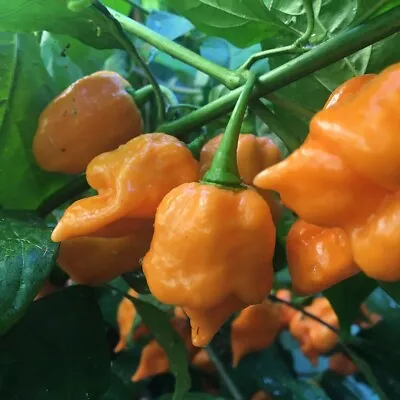 Chili Pepper Trinidad Scorpion Moruga Orange 30 Seeds • $2.49