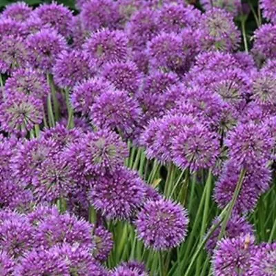 Allium LAVENDER BUBBLES In A 2 Litre Pot With Detailed Colour Label • £10