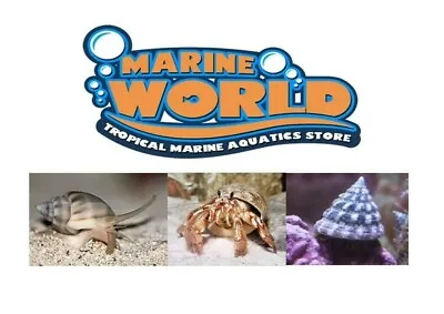 5 Hermit Crabs 5 Nassarius Snails 5 Turbo Snails Marine Cuc • £39.95