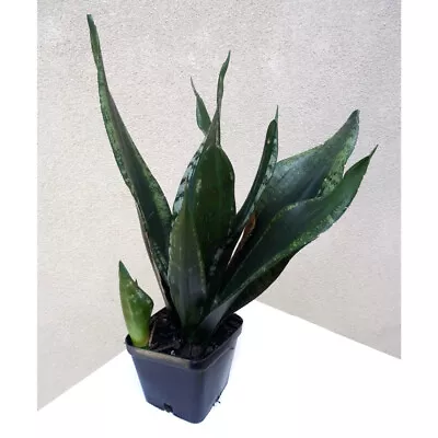 Sansevieria Whitney  ~ Snake Plant ~ Mother In Laws Tongue ~ Succulent • $29