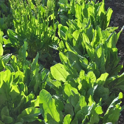 £3.99 • Buy Sorrel Broad Leaved Seeds - 'Rumex Acetosa' - 1000 Perennial Seeds