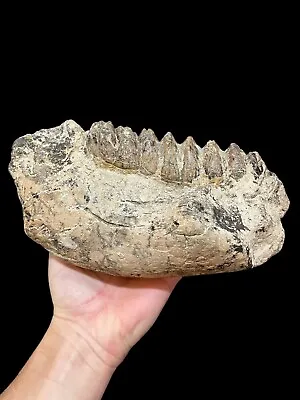 Quality! Genuine Stegodon Jaw With Tooth Fossil Like Mammoth Java - Indonesia • £375