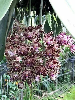 $65 • Buy ORCHID - PHALAENOPSIS GIGANTEA (two Years Old Seedlings)