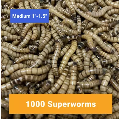 1000 MEDIUM SUPERWORMS 1 -1.5    -   Free Shipping Live Arrival Guarantee   • $44.99