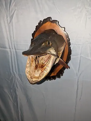 Vintage Large Muskie Head Wall Mount Muskellunge Fish Taxidermy Plaque  • $149.99