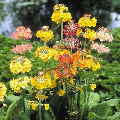 £1.09 • Buy Primula Candelabra Mix Appx 100 Seeds