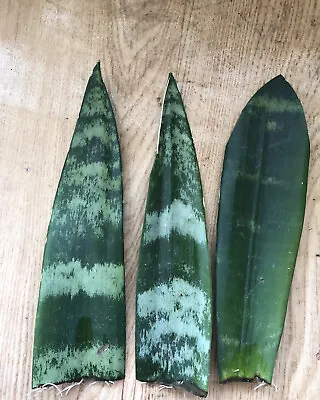 3 Snake Plant Cutting With Roots Mother-In-Law's Tongue Sanseveria Live Plant • $19.99