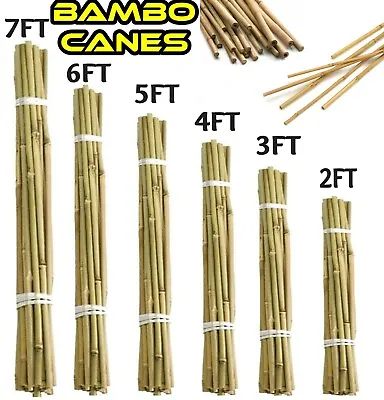 Bamboo Garden Cane Thick Quality Plant Flower Support Canes Stake Heavy Duty • £25.99