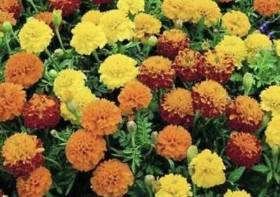 FRENCH MARIGOLD FLOWER SEEDS 100+ MIX GARDEN Annuals USA Seller • $1.79