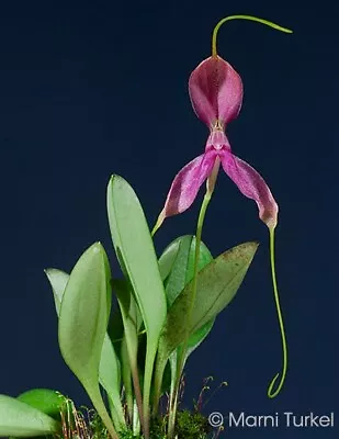 Masdevallia Setacea DARK Miniature Orchid Species Bloom Size • $49.99