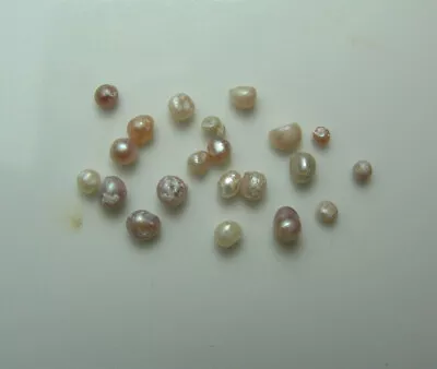 $199.99 • Buy 20 Natural Seed Pearls Sea Of Cortez Rainbow Lipped Oyster Baja Mexico Undrilled