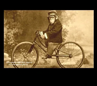 Vintage Funny Monkey Riding Bicycle PHOTO Circus Chimpanzee Freak Strange Bike • $4.28