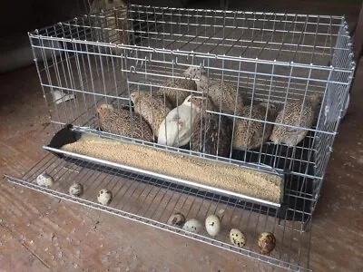 Quail Breeding Pet Cage Free Postage Australia Wide • $159.95